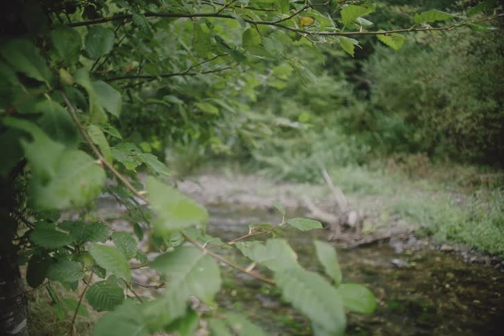 Water stream surrounded by trees and vegetation outdoors during day time