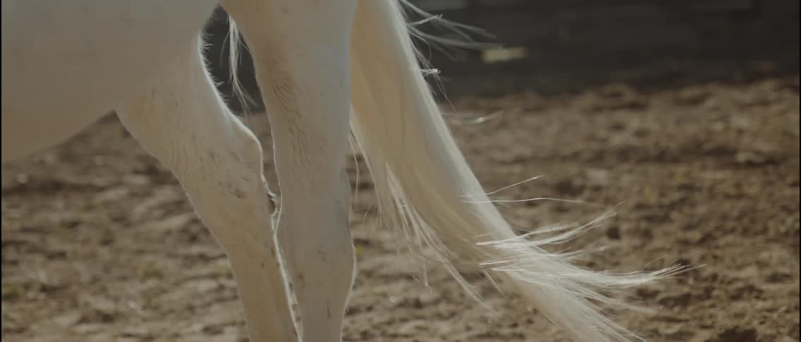 Legs and tail of a white horse in a dirt enclosure