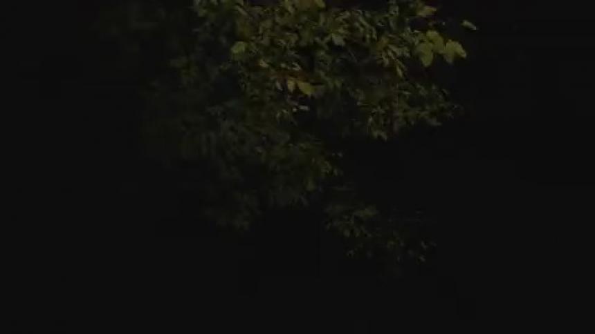 Light flashes on and off on tree at night