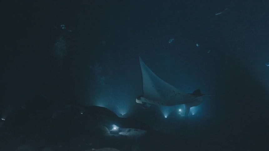 Two large manta rays glide through dark water at night while divers illuminate the scene with bright flashlights near a rocky seabed where small blue fish swim above the sand and bubbles rise from the deep