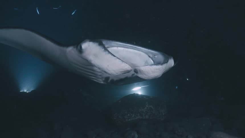 Manta ray swims in a dark underwater environment illuminated by light in the background