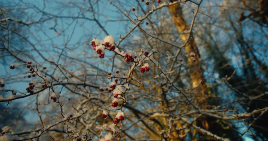 Snowdusted red berries cling to delicate bare branches illuminated by warm sunlight against a crisp blue winter sky