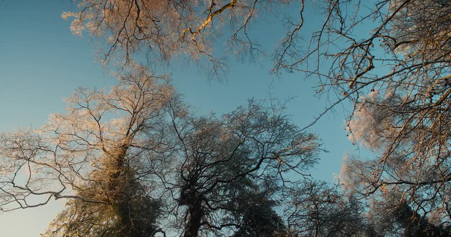 Sunlight shines on trees blooming in the spring
