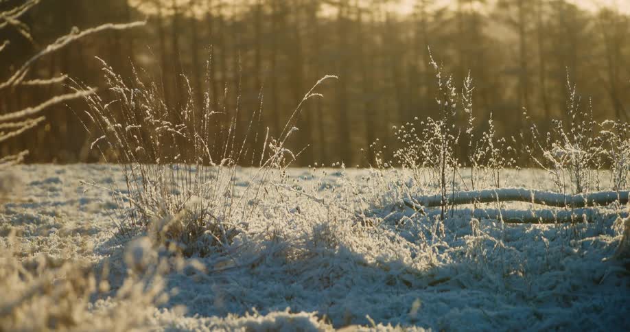 Frostcovered grasses glisten in the golden morning light at the edge of a quiet forest casting long shadows across the snowy ground