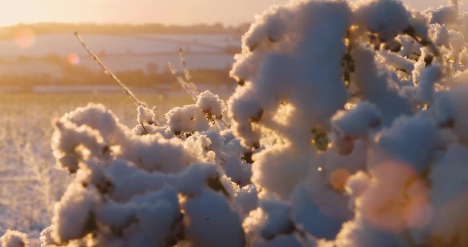 A close view of thick white snow covering a bush with golden sunlight creates a warm glow and lens flare over a winter field at sunset