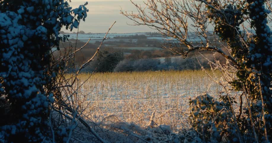 Snowlaced branches frame a sunlit winter field stretching toward rolling hills under a soft pale sky