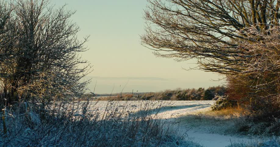 Frost covers the branches of leafless trees and dry grass in a rural field under a clear sky during a bright winter morning