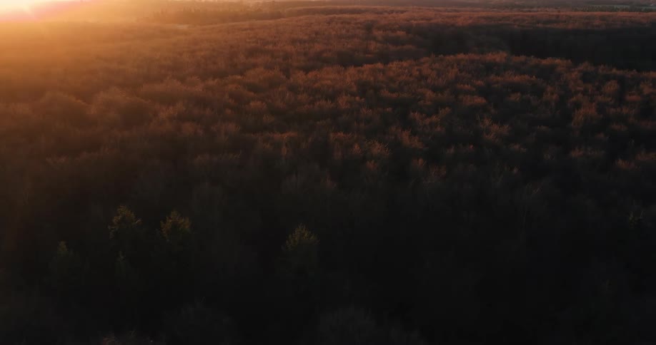 A view from above a dense forest showing the tops of many trees glowing with golden light from the setting sun