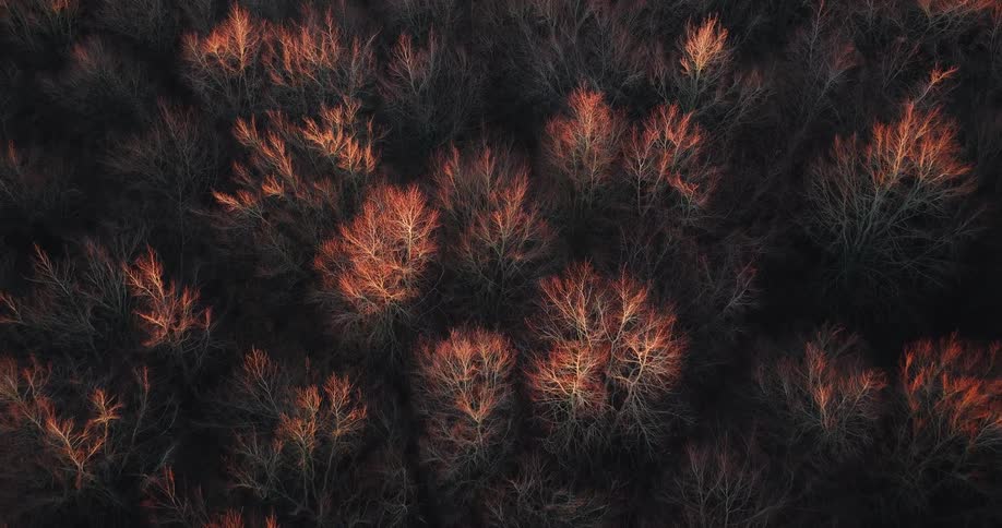 Aerial footage of a forest full of trees that have bare branches