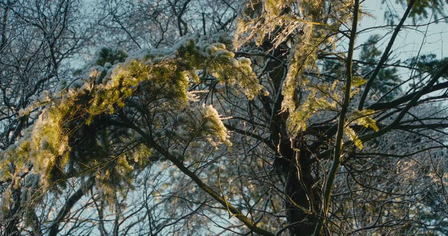 The branches are covered with frost