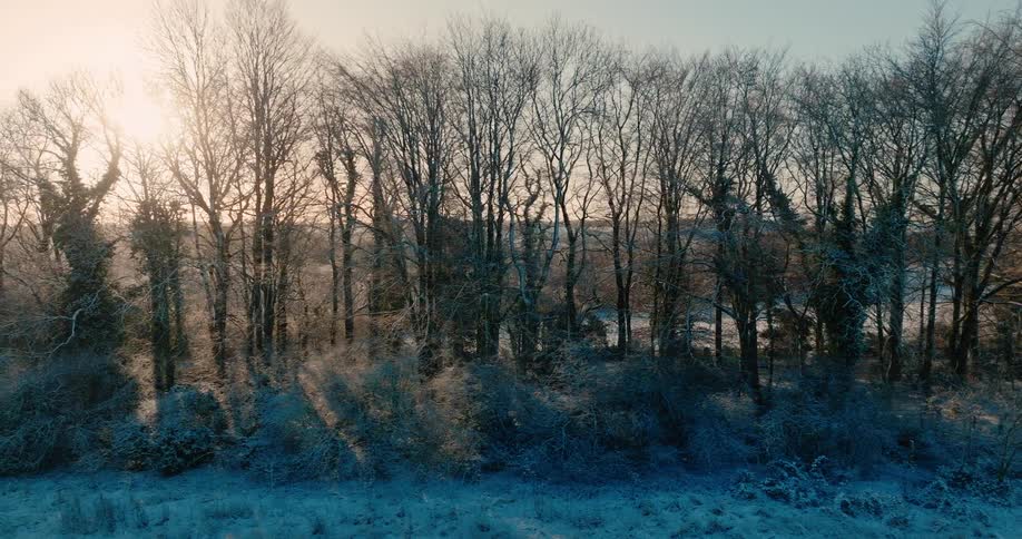 Some dry trees in a snowy environment with sunlight streaming from the sky
