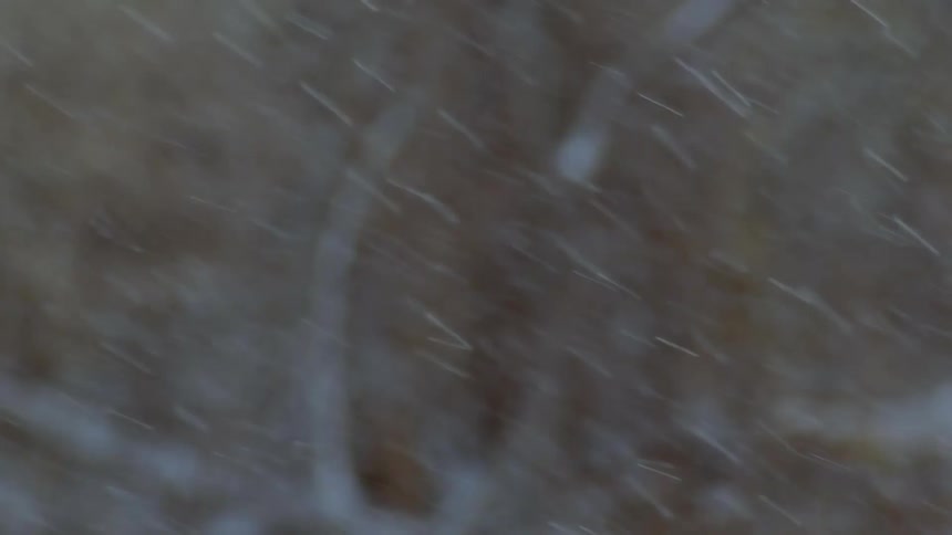 Blurred streaks of snow fall diagonally through a wintry forest scene