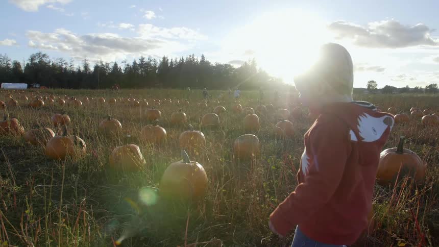 Little boy smiling and walking through a pumpkin patch on sunny day