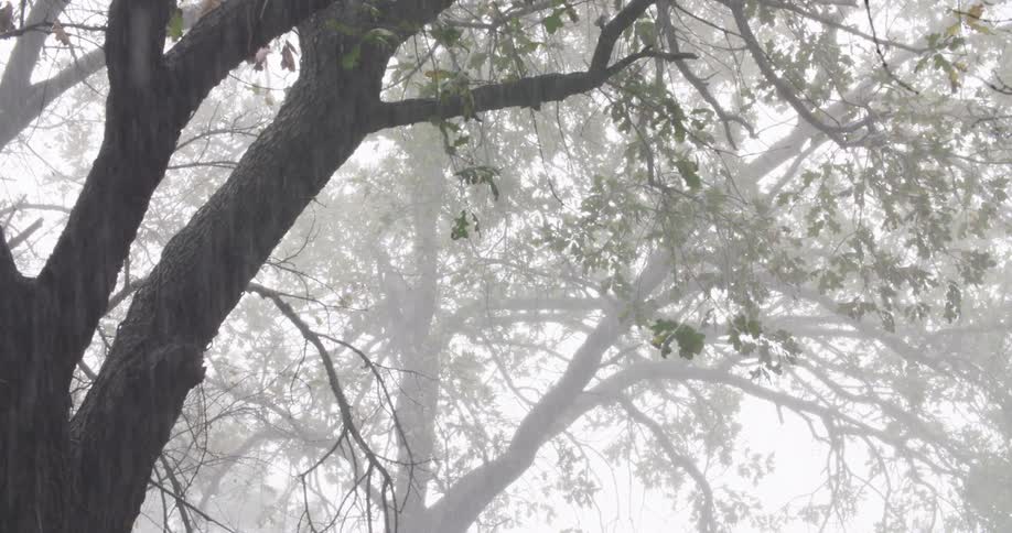 A view of rain in a forest