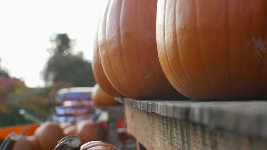Pumpkins sitting on wooden shelves outside