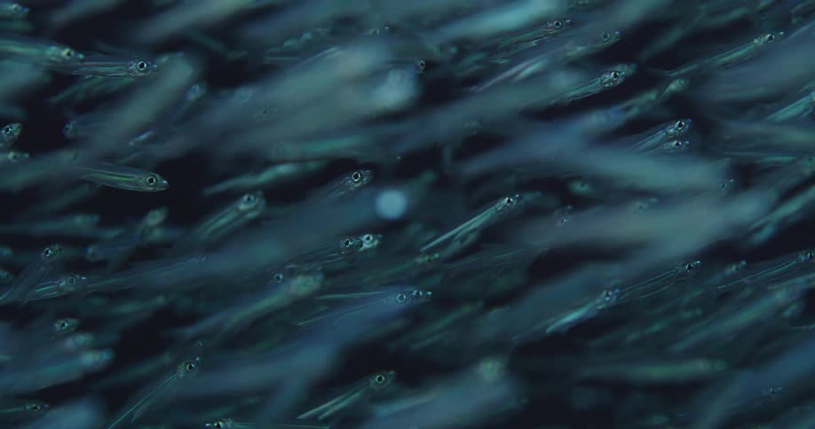 A large school of small fish are swimming together
