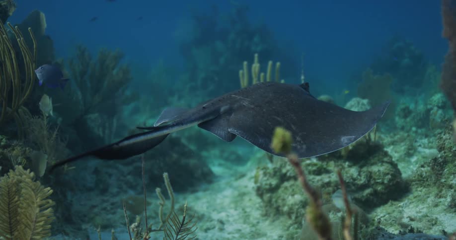 A view from behind shows a dark grey stingray with a long thin tail swimming slowly over a coral reef in deep blue water