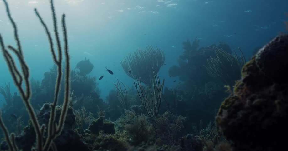 A view underwater in the ocean