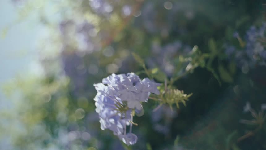 A cluster of small flowers on a plant branch sways in the wind