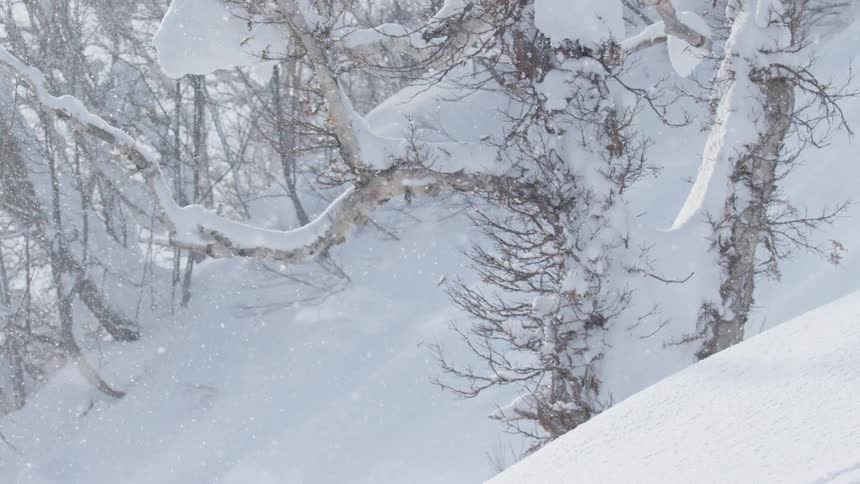 Snowcovered trees in a winter landscape with falling snowflakes