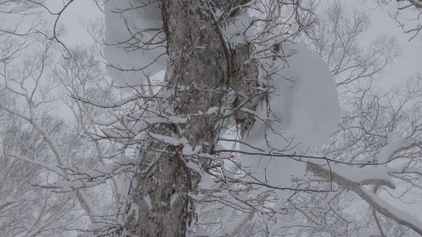 Thick snow and ice is clinging to branches in a forest