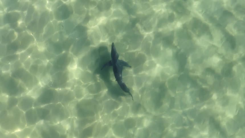 The fish is floating underwater