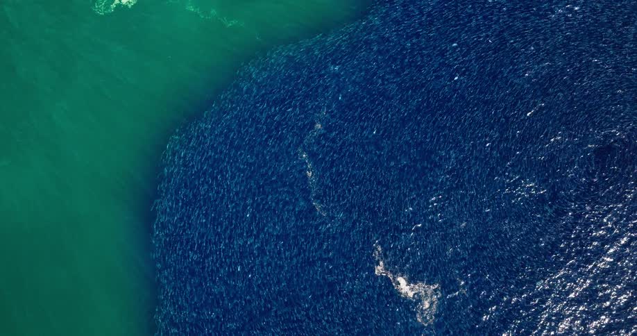 The ocean is full of blue fish swimming around