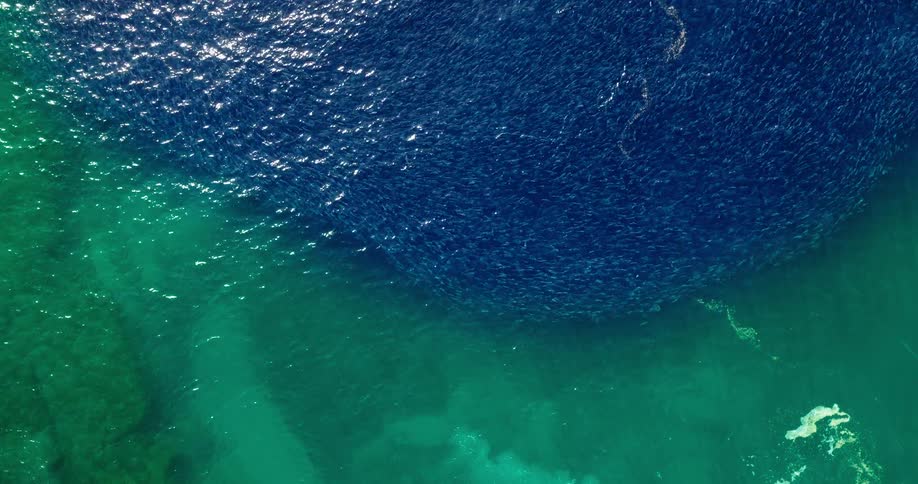 Sunlight sparkles on ripples and waves as a large school of small fish swim in clear water