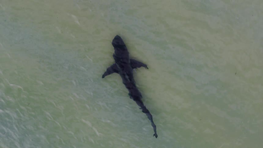 A shark is slowly moving in very shallow water