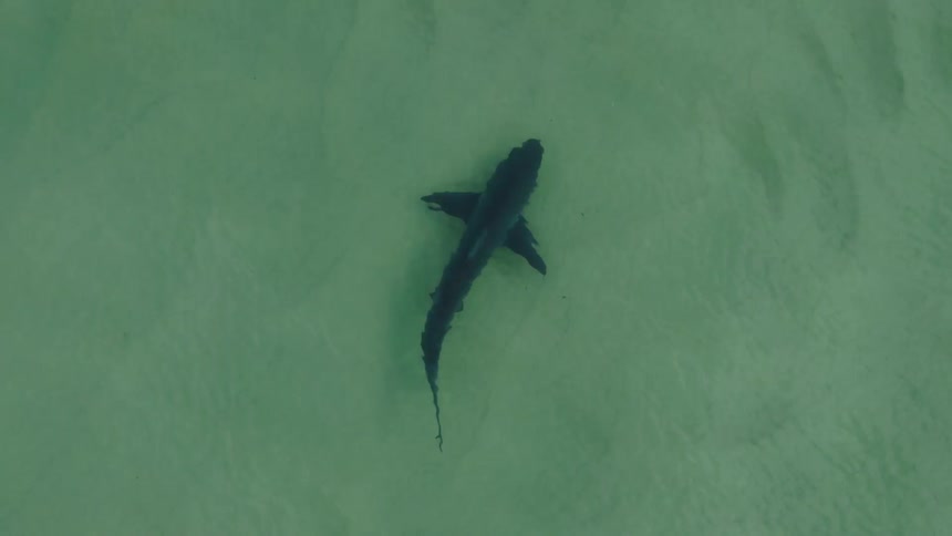 The video shows a shark swimming through clear shallow water as seen from a topdown aerial perspectivethe dark silhouette of the shark contrasts against the light green sandy bottom while ripples move across the surface of the sea