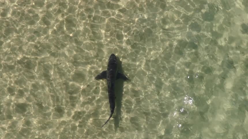 Waves pass over the shark swimming underwater