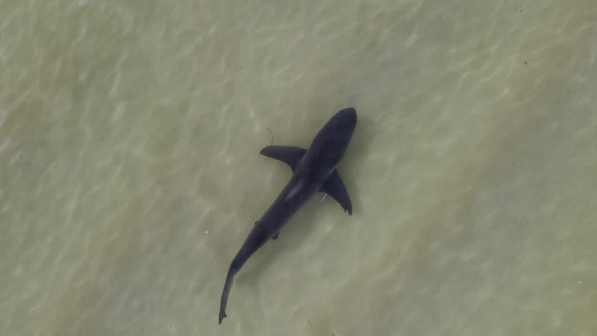 Aerial view of shark swimming in clear water