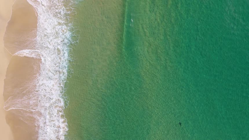 A top view shows white waves crashing on a sandy beach next to clear green ocean water where a small dark shark swims near the shore