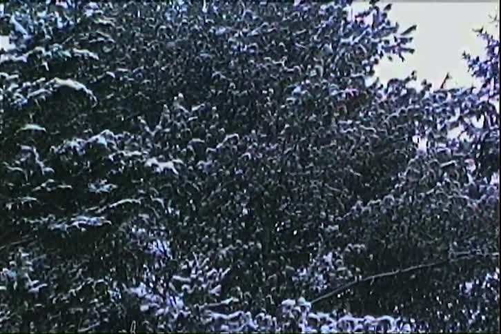 Heavy snow is falling in a forest coating the branches