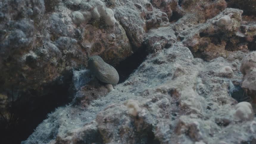 A grey moray eel with small white spots hides inside a rocky crevice on a coral reef while water flows gently around the underwater scene