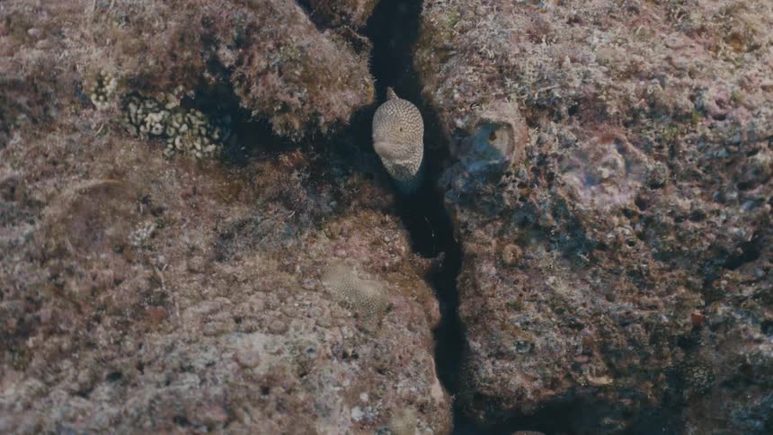 A spotted moray eel with a white and black pattern pokes its head out from a dark crevice in a rocky underwater reef