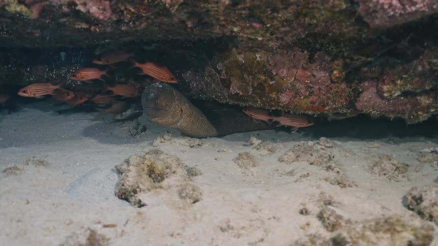 A grey moray eel rests on the sandy floor inside a dark rocky cavern surrounded by a school of small red fish in a clear underwater environment