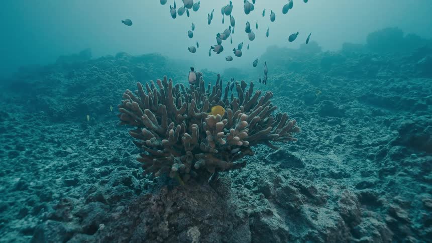 A school of fish swimming near the ocean floor