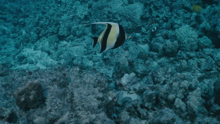 A large saltwater fish is swimming behind a smaller one