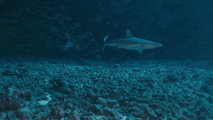 Two sharks swim over a rocky seabed in a deep marine environment