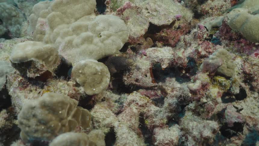 A moray eel resides within the crevices of a coral reef