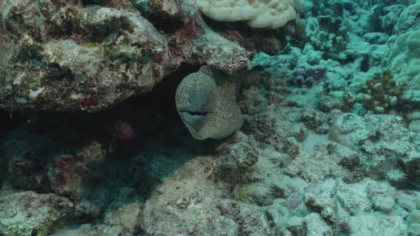 A moray eel peeks its head out from a crevice in a coral reef underwater