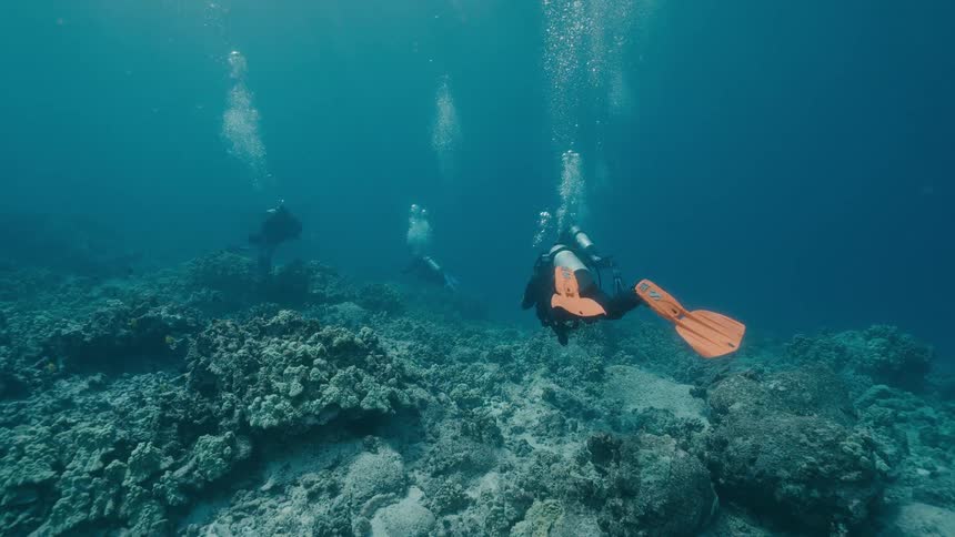 Small fish swim among scuba divers over the seabed