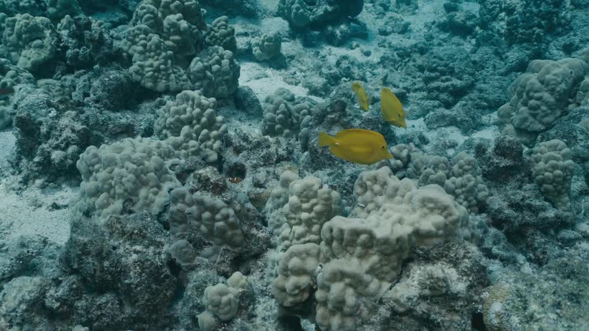 A school of bright yellow fish swimming underwater near a coral reef