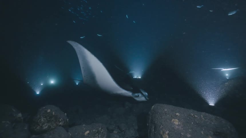 In a dimly lit underwater scene at night a large manta ray glides gracefully over a rocky seabedmultiple spotlights from divers illuminate the rays white underbelly as it swims through a school of small fish