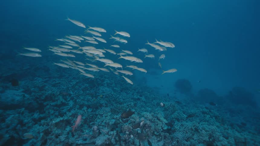 A school of fish swims over a coral reef on the ocean floor