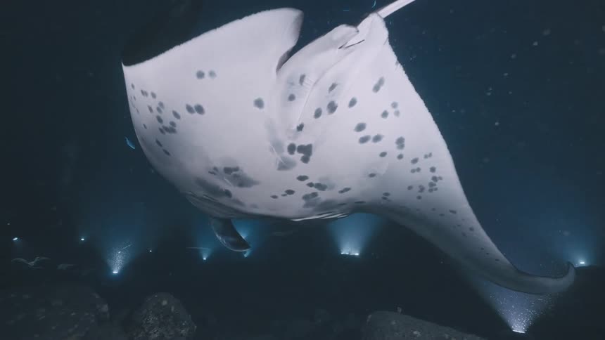 A manta ray swimming underwater near the rocky ocean floor