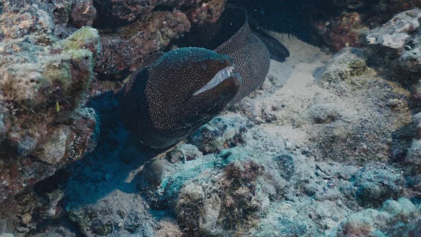 A dark moray eel with small white spots rests among coral and rocks on the sandy ocean floor with its mouth open showing sharp teeth in a clear underwater view