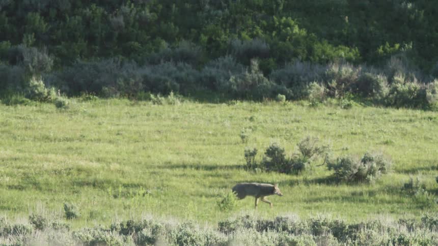 Fox walking on a green field next to a hill outdoors during day time