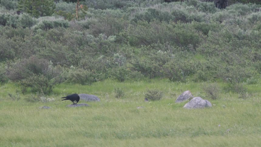 Crow on a field next to shrubs and rocks outdoors during day time